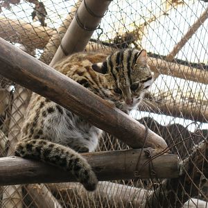 leopard cat