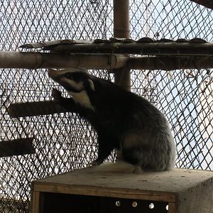 hog badger (Arctonyx collaris)