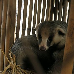 Asian badger (Meles leucurus)