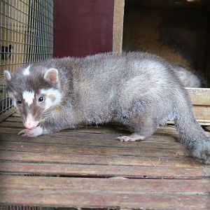 Chinese ferret-badger (Melogale moschata)