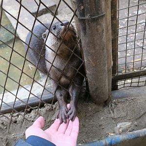 Asian small-clawed otter (Amblonyx cinereus)