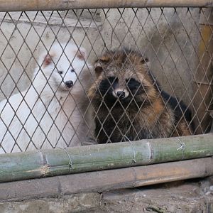raccoon dog (Nyctereutes procyonoides)
