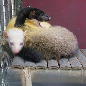 yellow-throated marten (Martes flavigula)