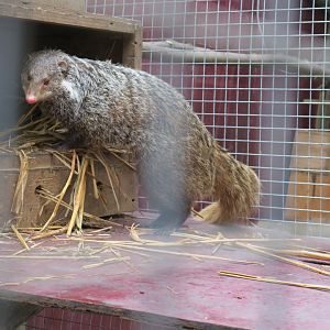 crab-eating mongoose (Herpestes urva)