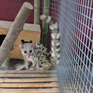 spotted linsang (Prionodon pardicolor)