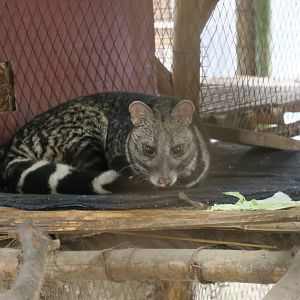 large Indian civet (Viverra zibetha)
