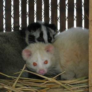 masked palm civet (Paguma larvata)