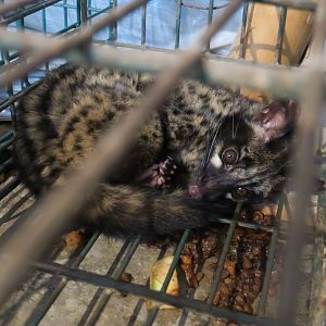 Asian palm civet (Paradoxurus hermaphroditus)
