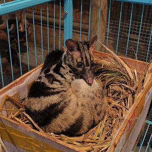 Owston's palm civet (Chrotogale owstoni)