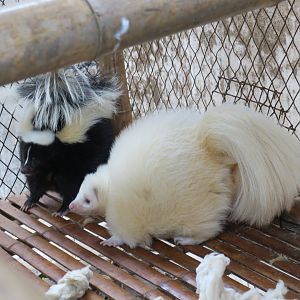 striped skunk (Mephitis mephitis)