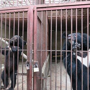 Asian black bear (Ursus thibetanus)