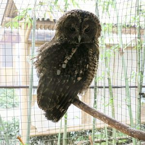 brown owl (Strix aluco)