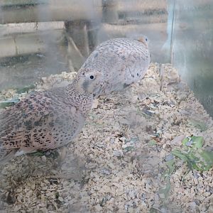 Pallas's sandgrouse (Syrrhaptes paradoxus)