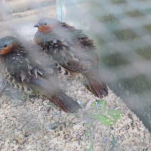 Chinese bamboo partridge (Bambusicola thoracicus)