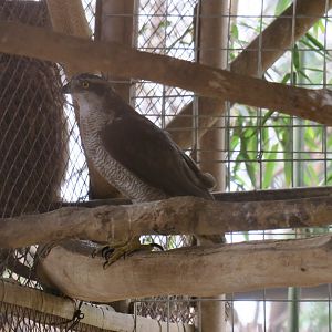 northern goshawk (Accipiter gentilis)