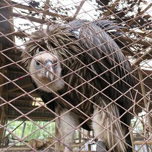 Himalayan griffon vulture (Gyps himalayensis)