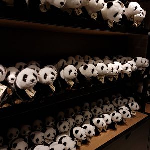 Pandas Pandas Pandas....