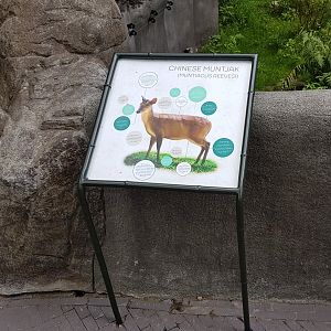Sign Muntjac