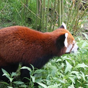 Red panda