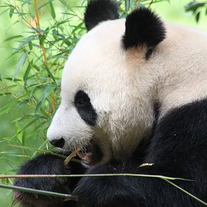 Giant panda