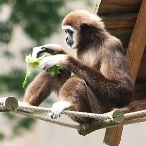 White-handed gibbon