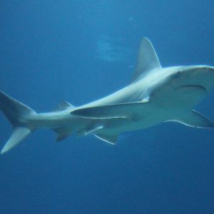 Shark ID