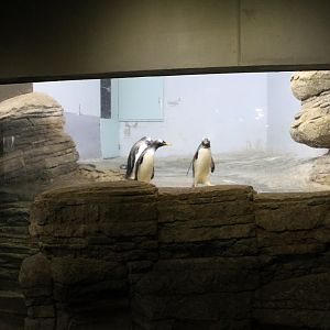 Part Penguin-enclosure
