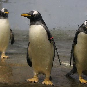 Gentoo penguins