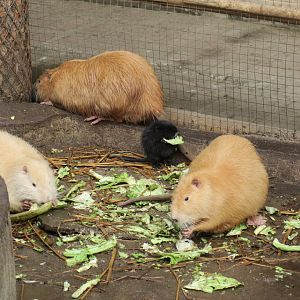 coypu (Myocastor coypus)