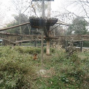 golden snub-nosed monkey enclosure