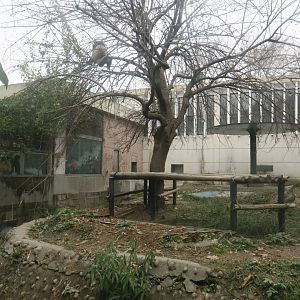 giant panda enclosure