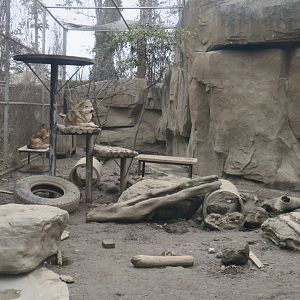 wolf enclosure
