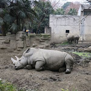 white rhinoceros