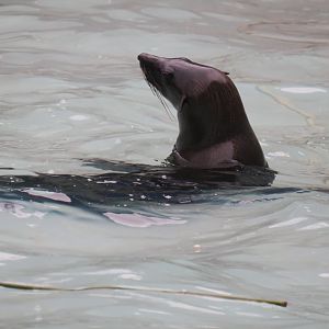 fur seal sp.