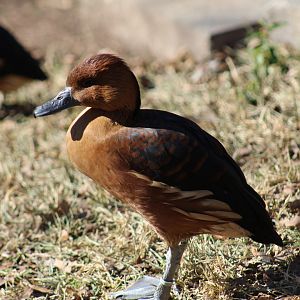 Fulvous Whistling Duck