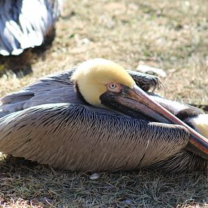 Brown Pelican