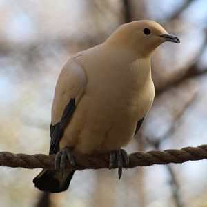 Pied Imperial Pigeon