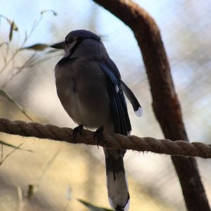 Blue Jay