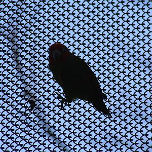 Double-Eyed Fig Parrot