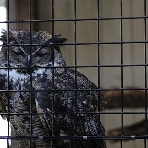 Great Horned Owl