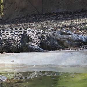 Nile Crocodile