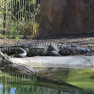 Nile Crocodile