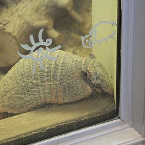 Six-Banded Armadillo