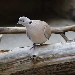 African Collared Dove??
