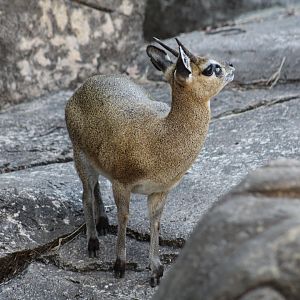 Klipspringer