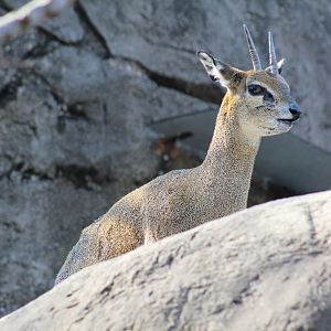 Klipspringer
