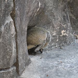 Klipspringer