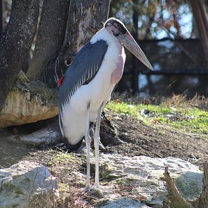 Marabou Stork