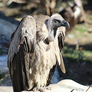 African White-Backed Vulture