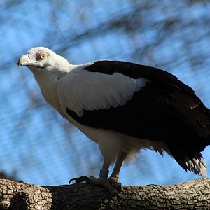 Palm-Nut Vulture